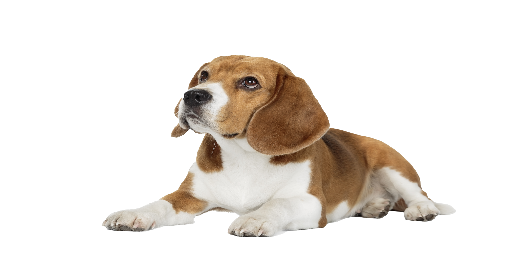 Ausbildung Hundetrainer - Hund liegend