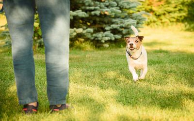 Hundetrainer Ausbildung – Chancen im Beruf – Lohnt sich die Ausbildung?