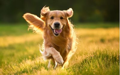 Häufige Herausforderung für Hundetrainer