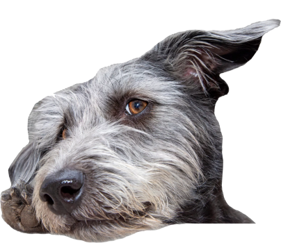 Hundetrainer werden - Ausbildung anmelden Hund