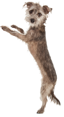 Ausbidung Hundetrainer - Inhalte des Hauptkurses