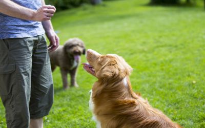Wie finde ich die richtige Hundetrainer-Ausbildung?